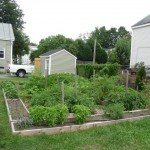 We covered about half the front lawn with a vegetable garden. We used raised beds to help cut down on the weeding.